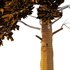 Chamaecyparis thyoides Tree05 - Thumbnail 4