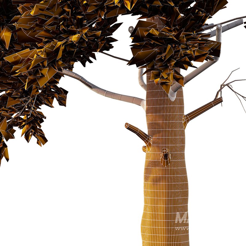 Chamaecyparis thyoides Tree05 - Image 4