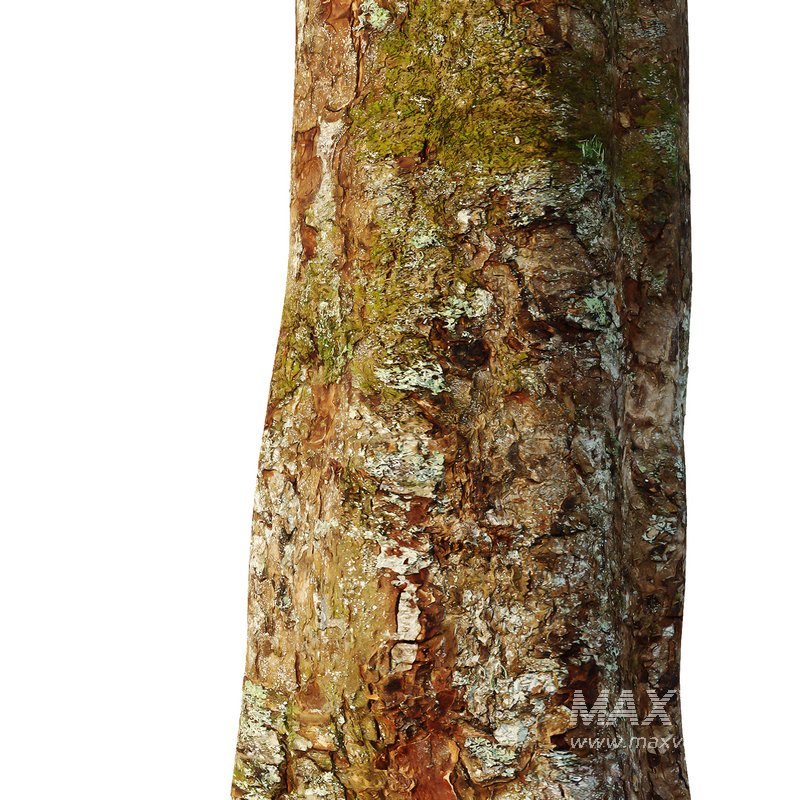 Spherical tree01 - Image 4