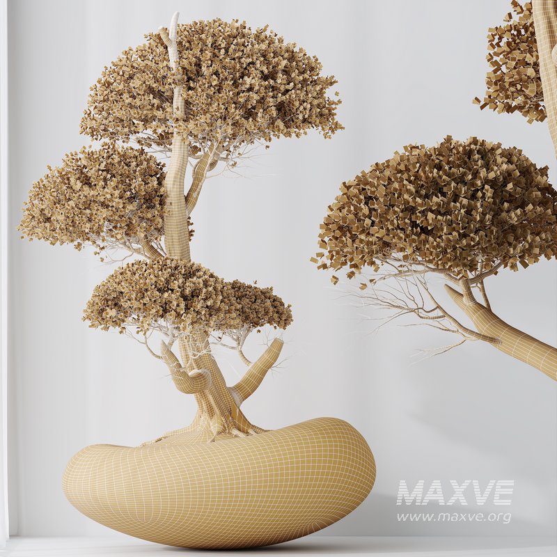 HQ HousePlants Ficus Retusa Microcarpa Bonsai Ginseng07 - Image 3