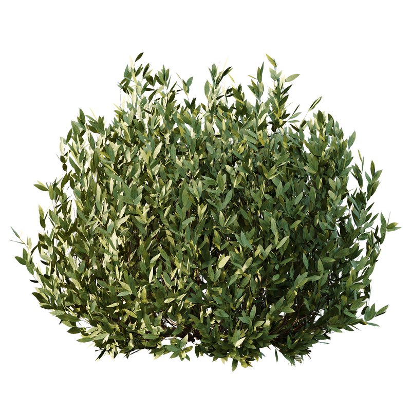 Dwarf Burning Bush03 - Image 4