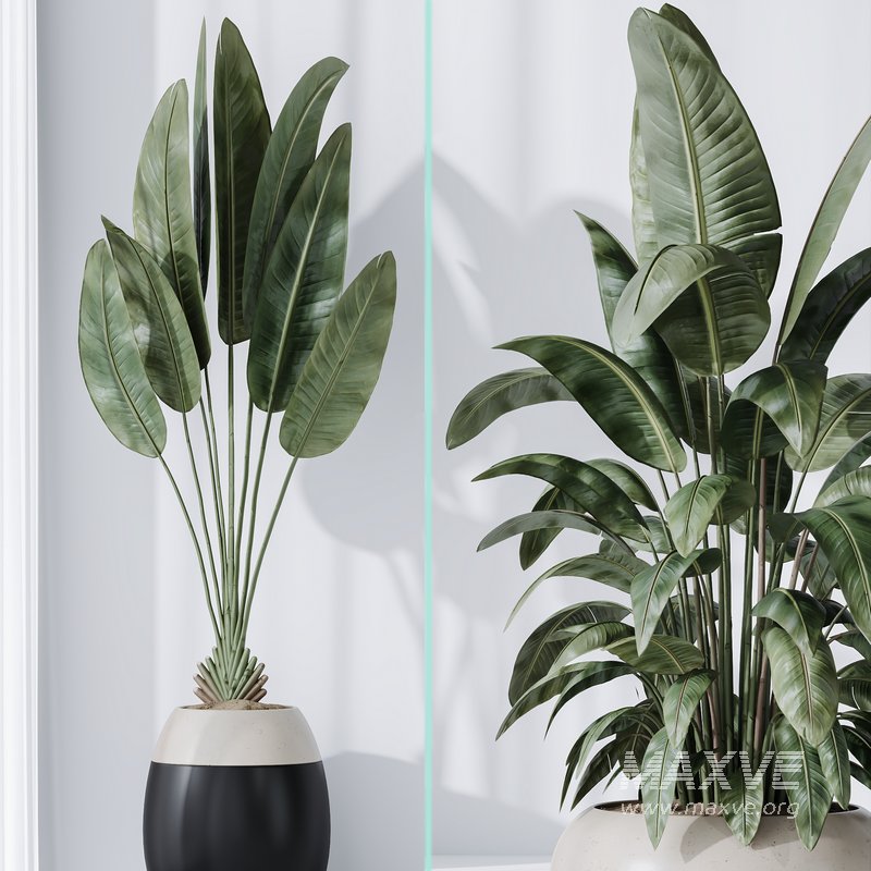 Licuala Grandis Ruffled Fan Palm - Image 2