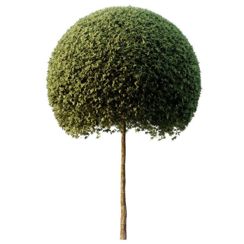 Spherical tree03 - Image 4