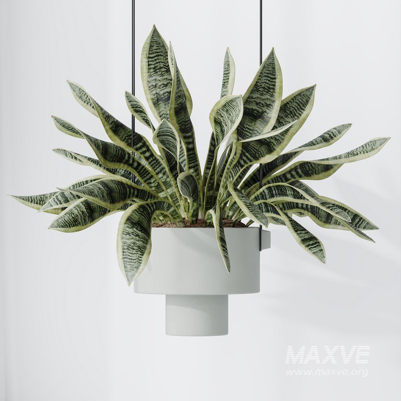 HQ HousePlants Snake Green Sansevieria Trifasciata Laurentii Rubia Set02 - Image 4