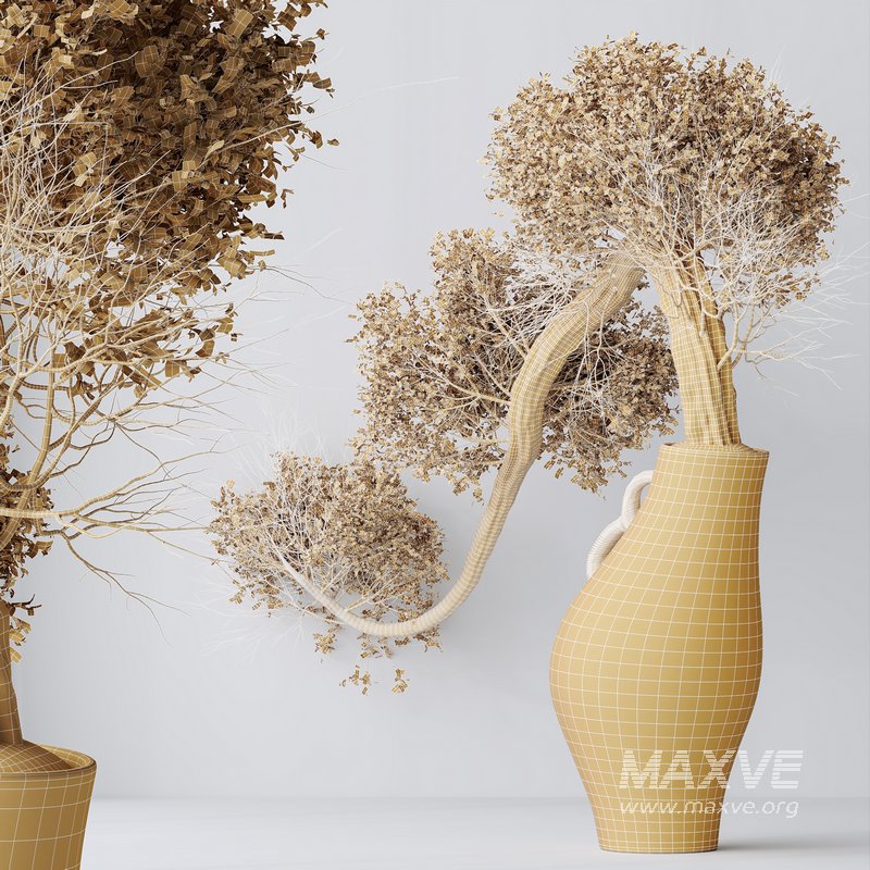 HousePlants Ficus Retusa Microcarpa Bonsai Ginseng04 - Image 3