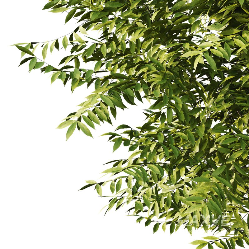 Manchurian Ash Tree02 - Image 4