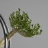 bonsai tree in pot 10 - Thumbnail 2