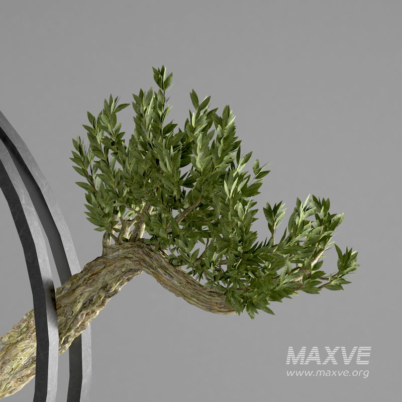 bonsai tree in pot 10 - Image 2