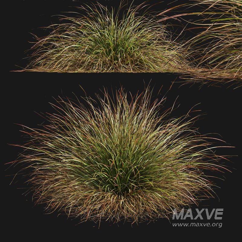 Anemanthele lessoniana and Ostnica Mocna Pony Tails - Image 3