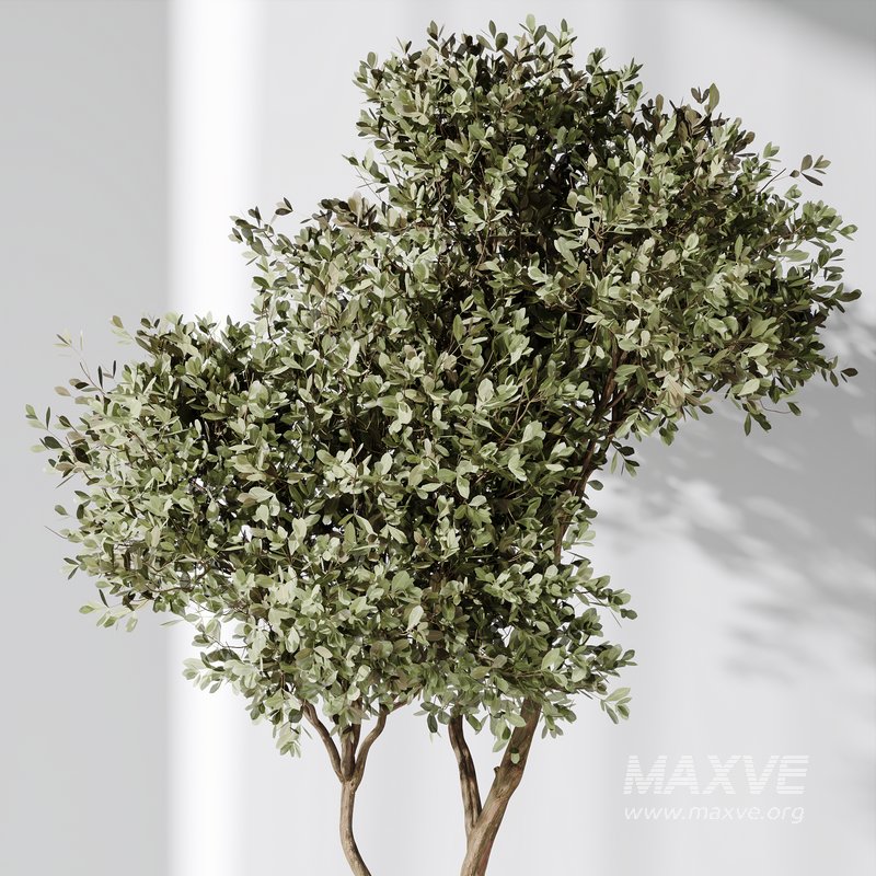 Artificial Olivo Olea Tree Indoor Vase - Image 3