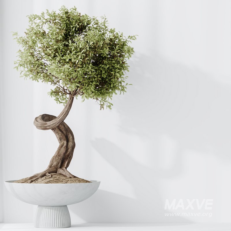 HousePlants Ficus Retusa Microcarpa Bonsai Ginseng02 - Image 4