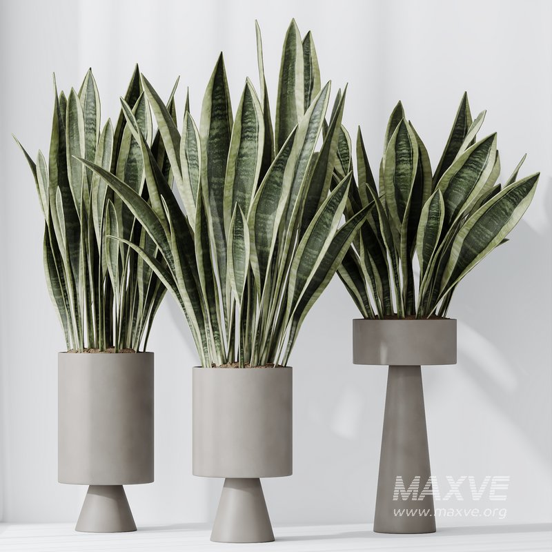 HousePlants Snake Green Sansevieria Trifasciata Laurentii Rubia - Image 4