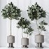 Rubber Ficus Elastica Abidjan Melany vases - Thumbnail 3
