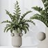 Licuala Grandis Ruffled and Zamioculcas Zamiifolia - Thumbnail 2