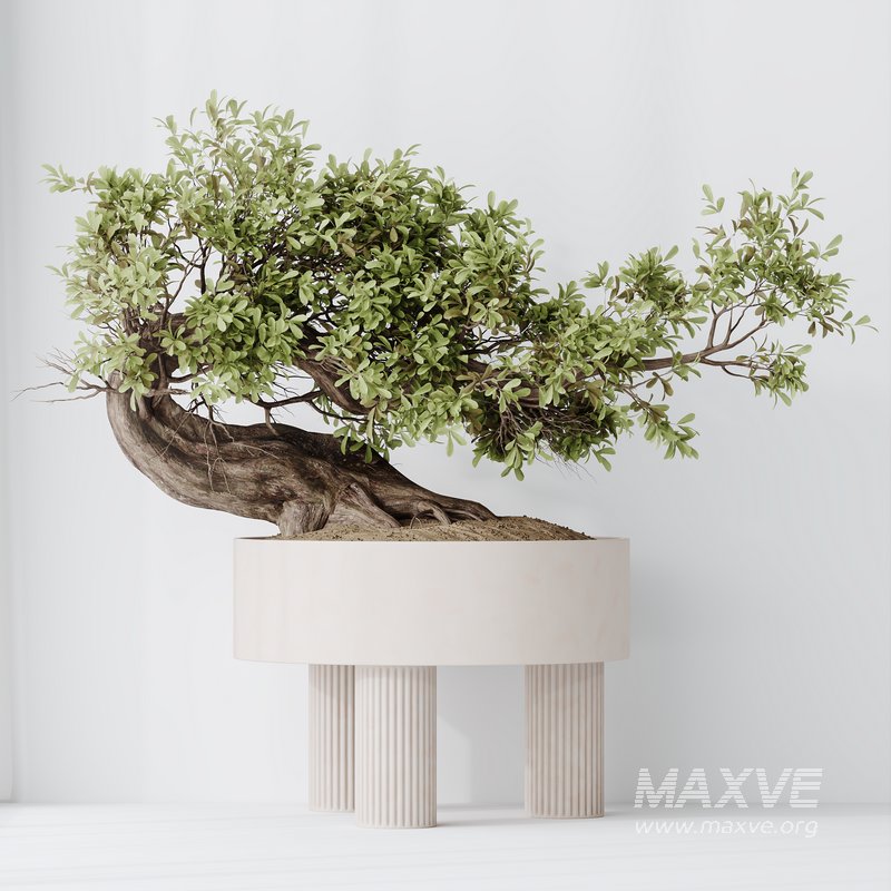 HousePlants Ficus Retusa Microcarpa Bonsai Ginseng - Image 4