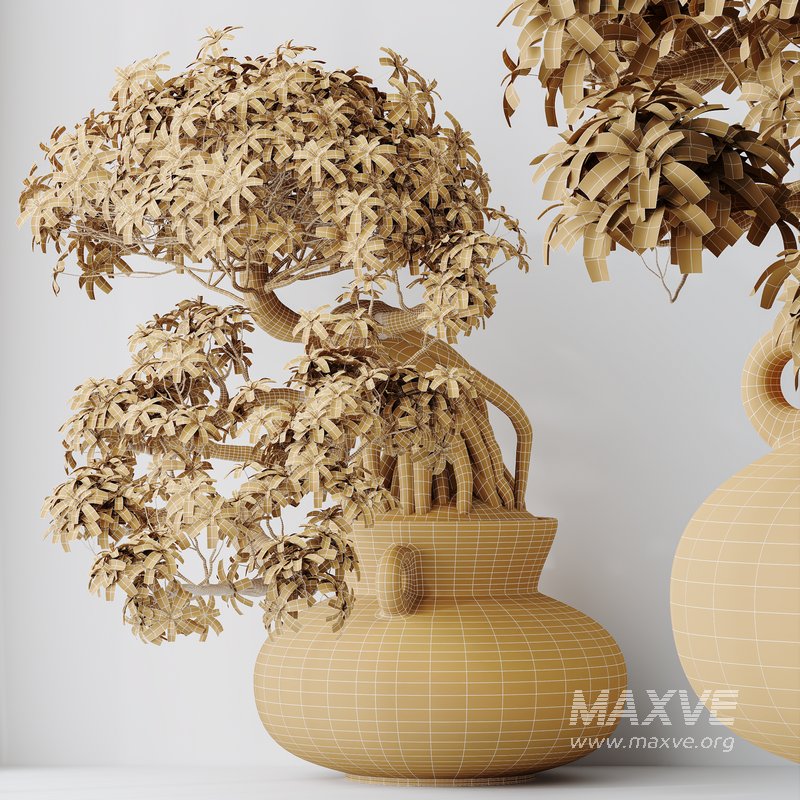 HQ HousePlants Ficus Retusa Microcarpa Bonsai Ginseng09 - Image 2