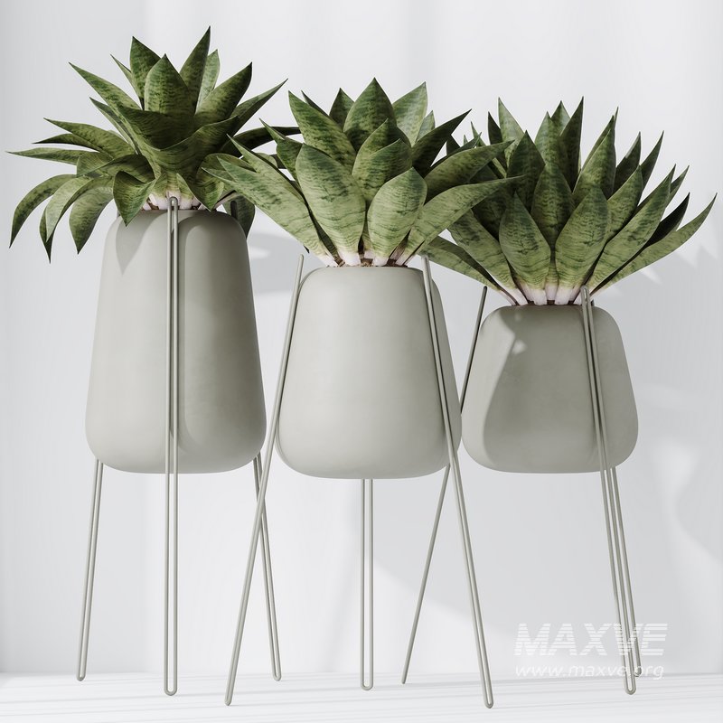 HousePlants Snake Green Sansevieria Trifasciata Robusta Set02 - Image 4