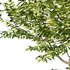 Manchurian Ash Tree01 - Thumbnail 4