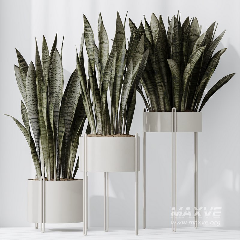 HQ HousePlants Snake Green Sansevieria Trifasciata Robusta - Image 4