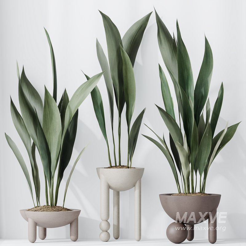 HQ HousePlants Aspidistra Elatior Cast iron Plant - Image 4