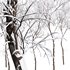 Ulmus changii and Acer Saccharinum Winter snow trees - Thumbnail 4