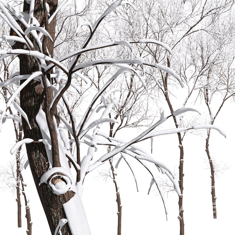 Ulmus changii and Acer Saccharinum Winter snow trees - Image 4