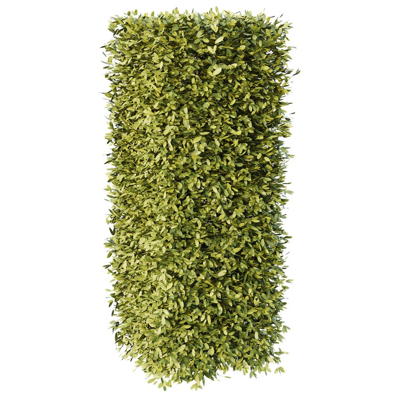 Dwarf Burning Bush Box Sphere - Image 4