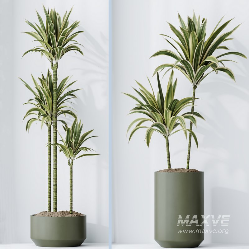 Dracaena Warneckii Lemon Lime Cane Dragon - Image 2
