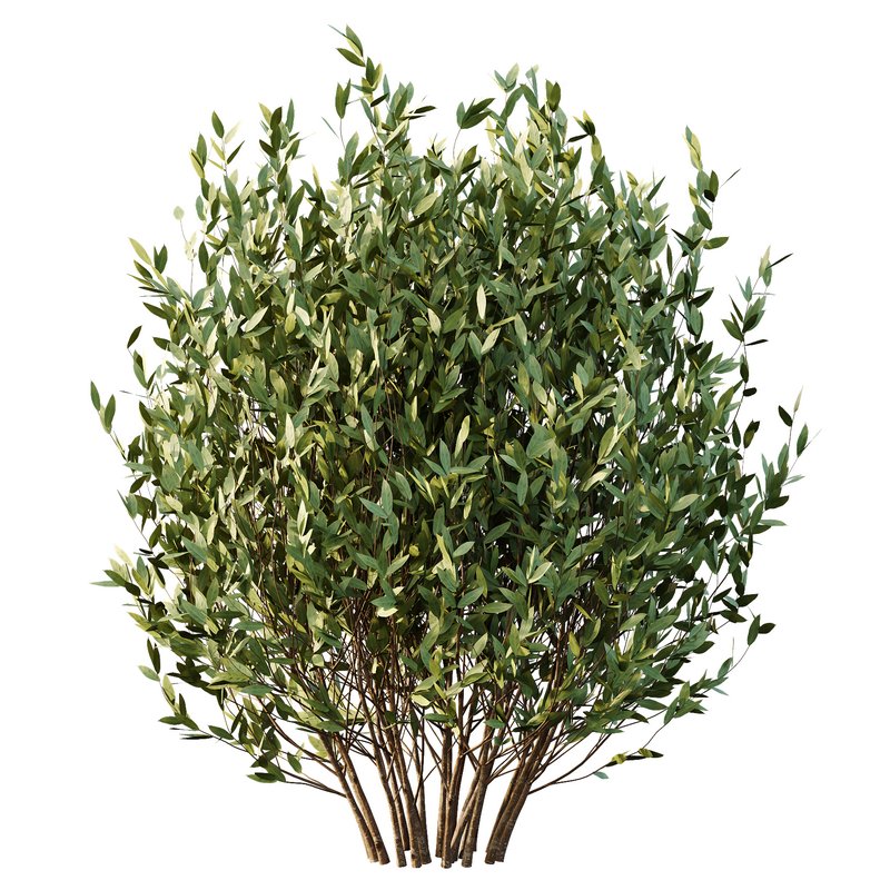 Dwarf Burning Bush03 - Image 5