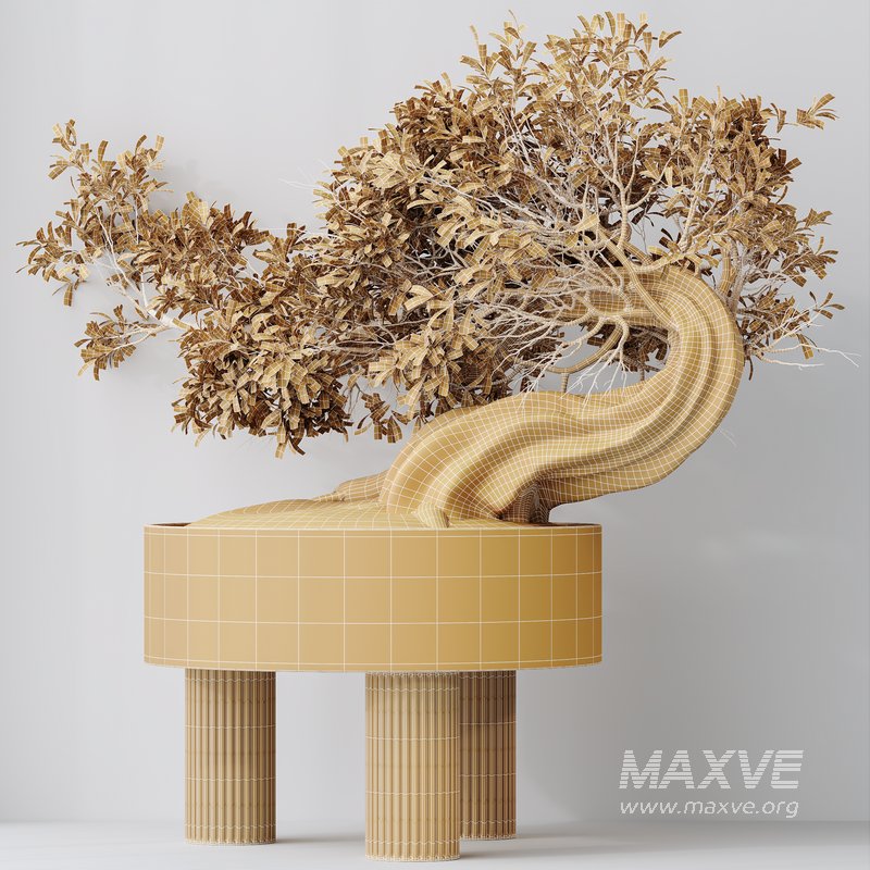 HousePlants Ficus Retusa Microcarpa Bonsai Ginseng - Image 5