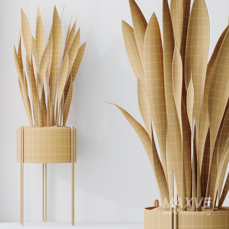 HQ HousePlants Snake Green Sansevieria Trifasciata Robusta - Image 5