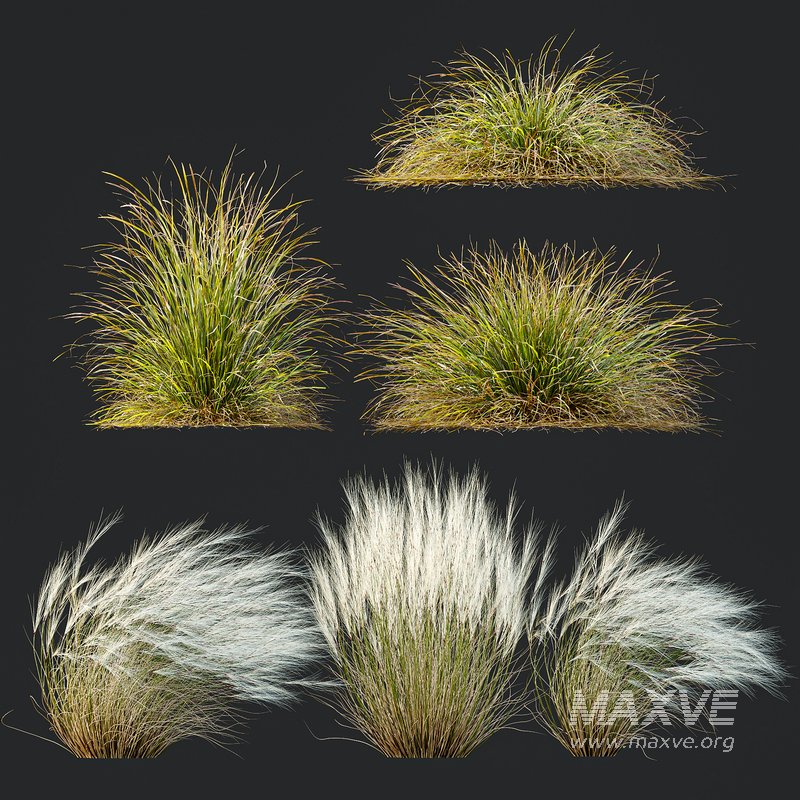 Anemanthele lessoniana and Ostnica Mocna Pony Tails - Image 4