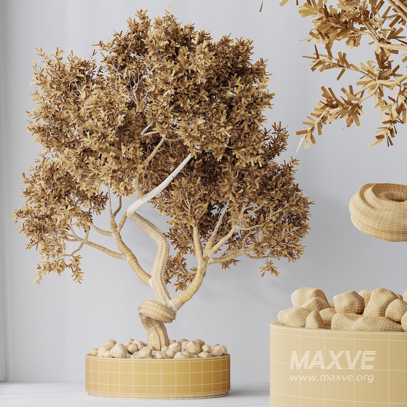 HQ HousePlants Ficus Retusa Microcarpa Bonsai Ginseng06 - Image 5