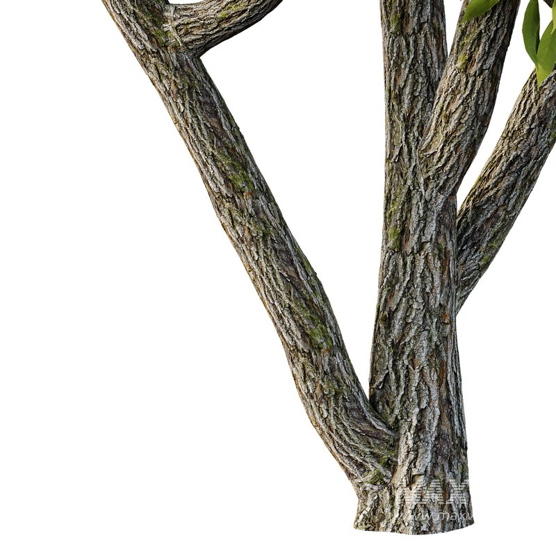 Manchurian Ash Tree01 - Image 5