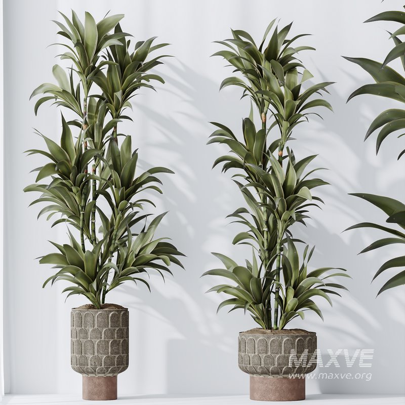 Dracaena Warneckii Lemon Lime Cane Dragon - Image 4