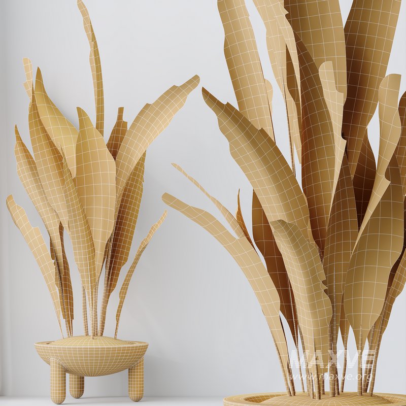 HQ HousePlants Aspidistra Elatior Cast iron Plant - Image 5