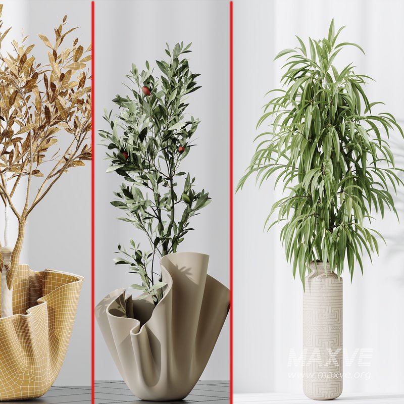 Maclellandii Braid and Mission Olive Tree Indoor Vase - Image 4