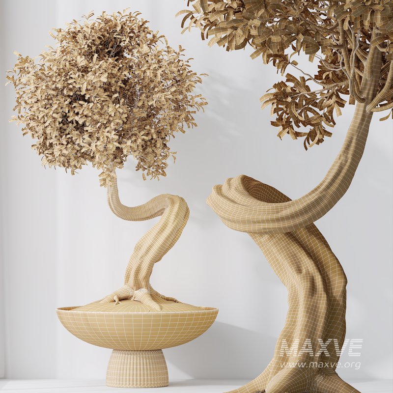 HousePlants Ficus Retusa Microcarpa Bonsai Ginseng02 - Image 5