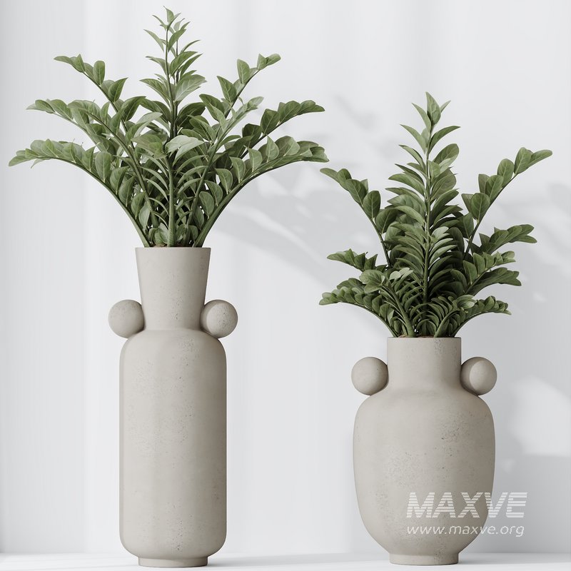 Licuala Grandis Ruffled and Zamioculcas Zamiifolia - Image 4