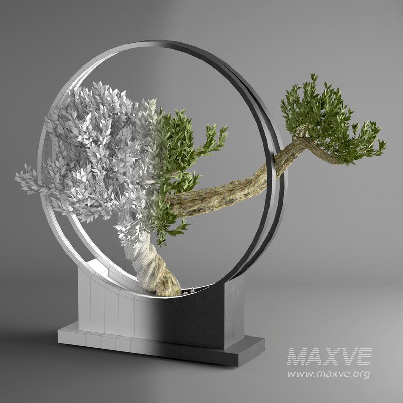 bonsai tree in pot 10 - Image 4