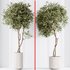 Artificial Olivo Olea Tree Indoor Vase - Thumbnail 4