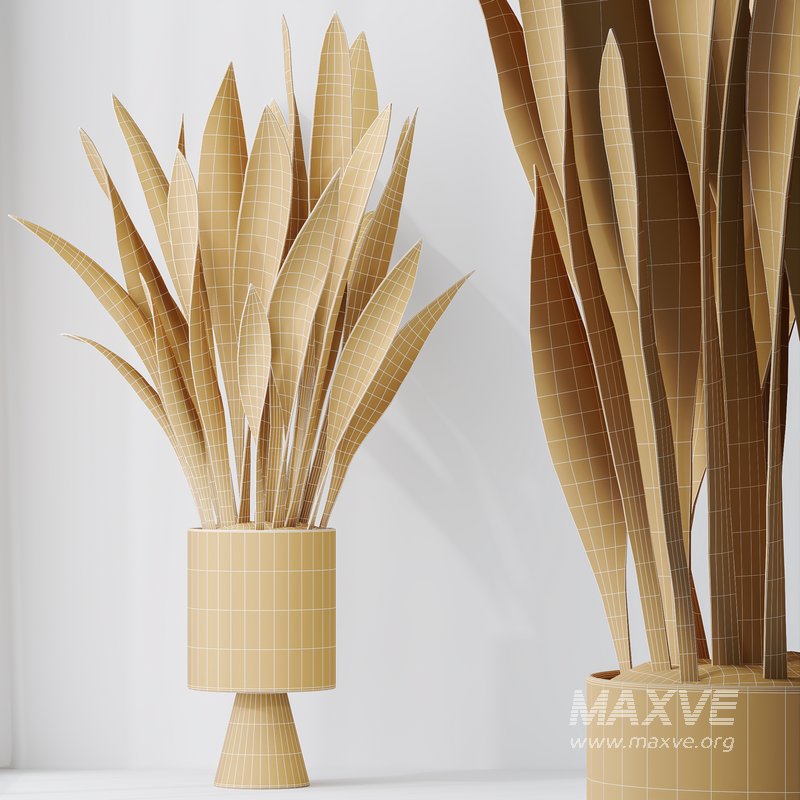 HousePlants Snake Green Sansevieria Trifasciata Laurentii Rubia - Image 5