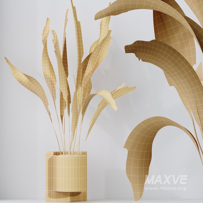 HQ HousePlants Aspidistra Elatior Cast iron Plant Set02 - Image 5