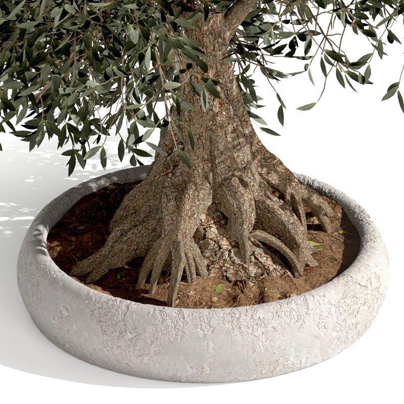 bonsai indoor plant set 03 3D model - Image 4