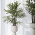 Dracaena Warneckii Lemon and Rhapis Excelsa vases - Thumbnail 4