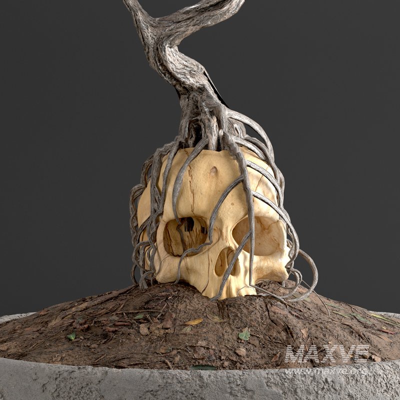 bonsai on skull in pot 09 - Image 3