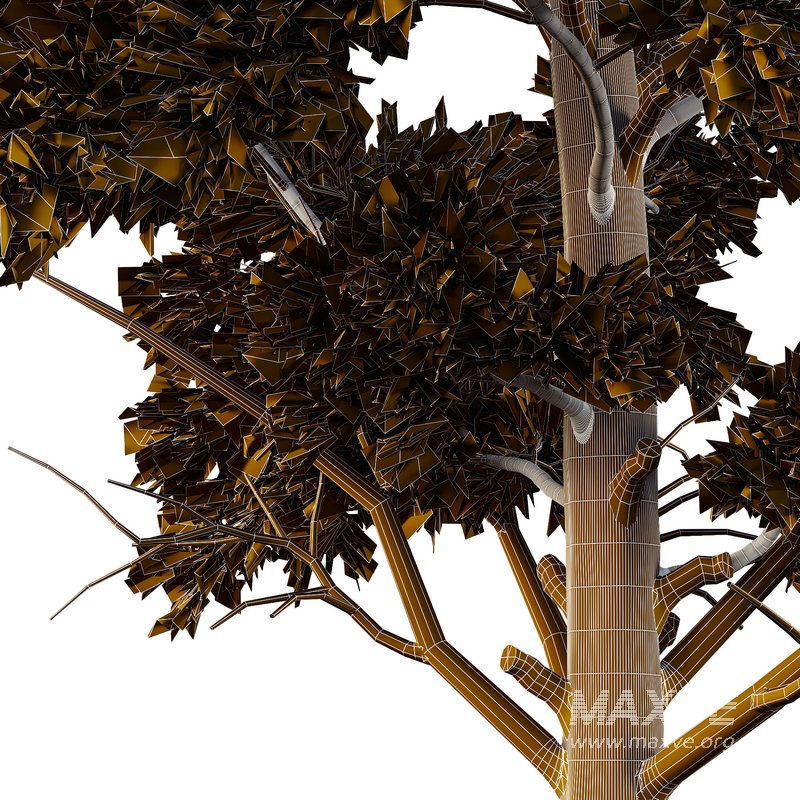 Chamaecyparis thyoides Tree03 - Image 5