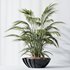 Areca Majesty Cat Reed Palm and Rhapis Excelsa Lady Palm vases - Thumbnail 4