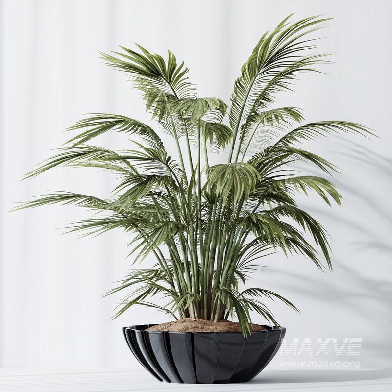 Areca Majesty Cat Reed Palm and Rhapis Excelsa Lady Palm vases - Image 4