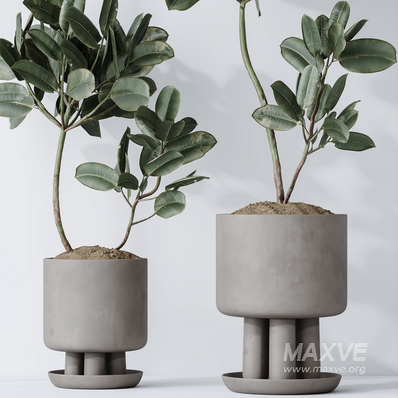 Rubber Ficus Elastica Abidjan Melany vases - Image 5